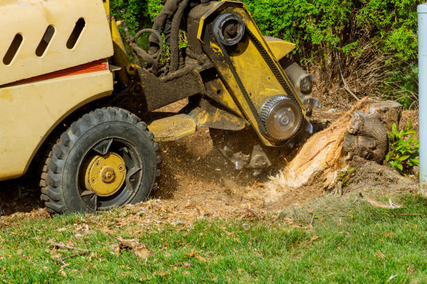 Trusted St Henry, OH Tree Removal Experts