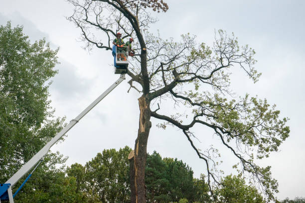 Tree and Shrub Care in St Henry, OH